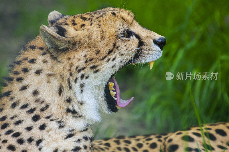 猎豹,Acinonyx jubatus